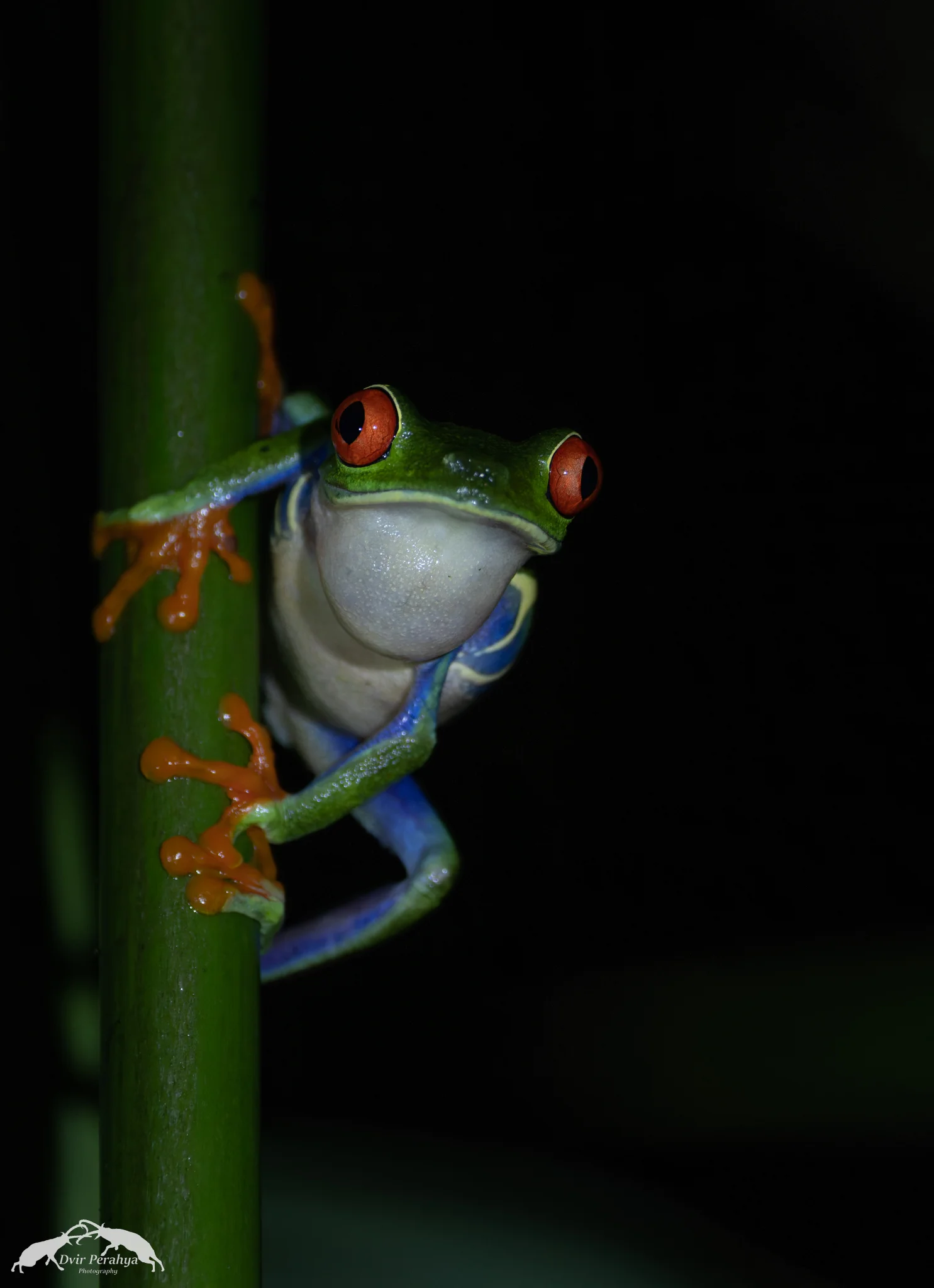 Red-eyed tree frog, Arenal